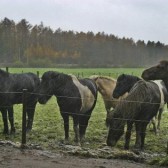 groeneveld
